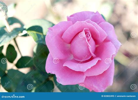 Pink Rose Flower Closeup Stock Image Image Of Pink Rose 82802495