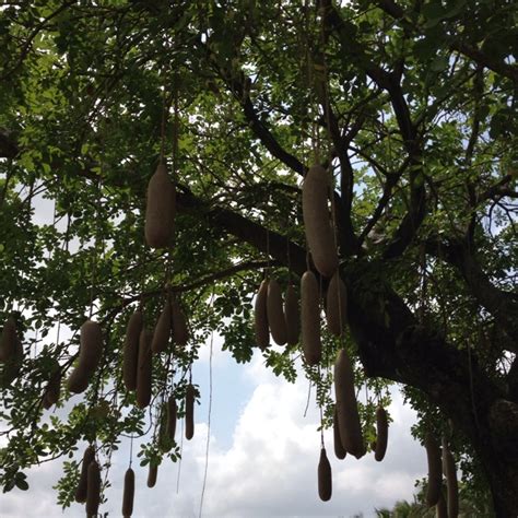 Sausage Tree Jungle Island Miami Wind Chimes Plants Florida