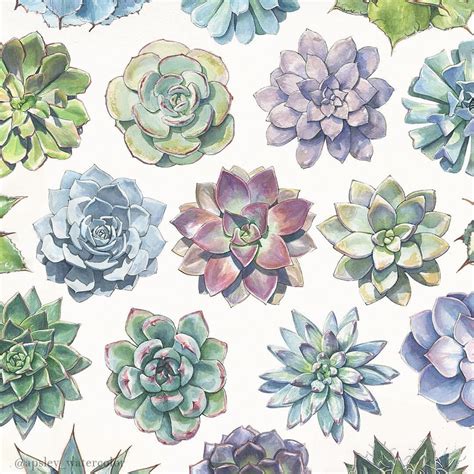 Some Of My Favorite Watercolor Succulents That Ive Painted Prints And