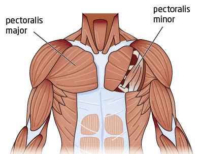 Muscle fibers of pectoralis major are attached to the humerus bone (upper arm) then fan out and attach to two different bones, the collar bone and sternum. Tight Chest Muscles: Why Your Upper Back Is the Key to ...