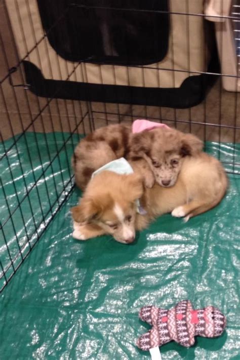 Pet fair asia is the largest exhibition for pet supplies globally. Autumn and Blaze, two of the puppies adopted at the Novi ...