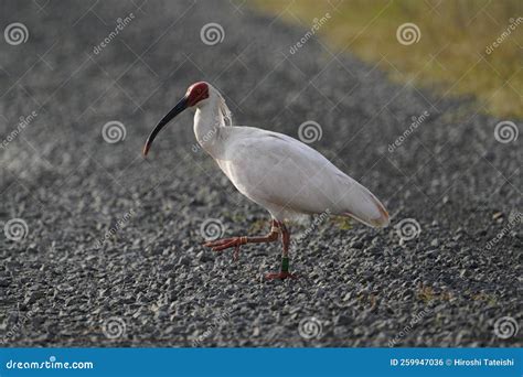 Toki Or Japanese Crested Ibis Or Nipponia Nippon At A Rice Field In