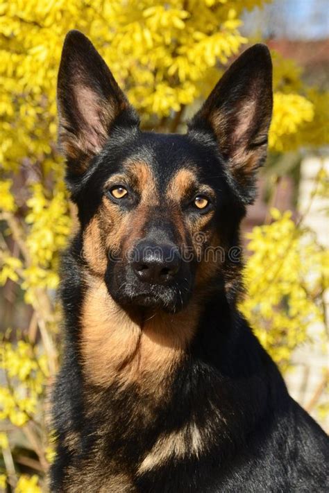 German Shepherd Dog Stock Image Image Of Breed Snout 44226897