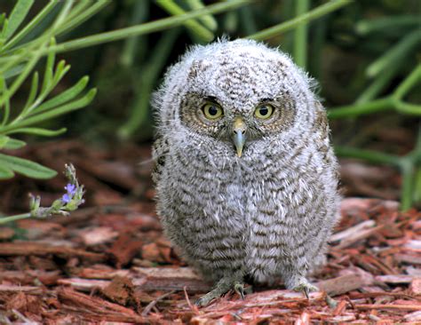 Cute Baby Screech Owl In Birds And Blooms Online Naturetime
