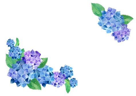 Hydrangea Border Stock Photos Pictures And Royalty Free Images Istock