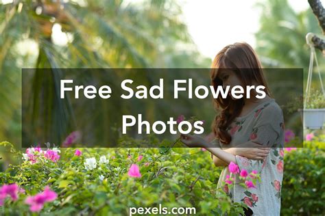 1000 Great Sad Flowers Photos · Pexels · Free Stock Photos