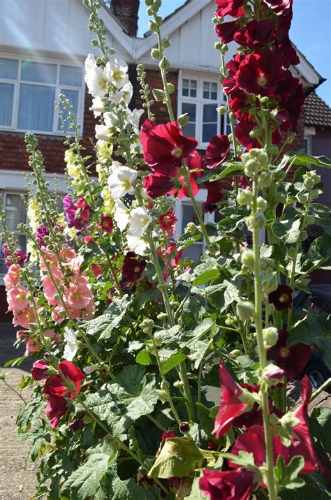 How To Grow Hollyhocks From Seed The Garden Of Eaden