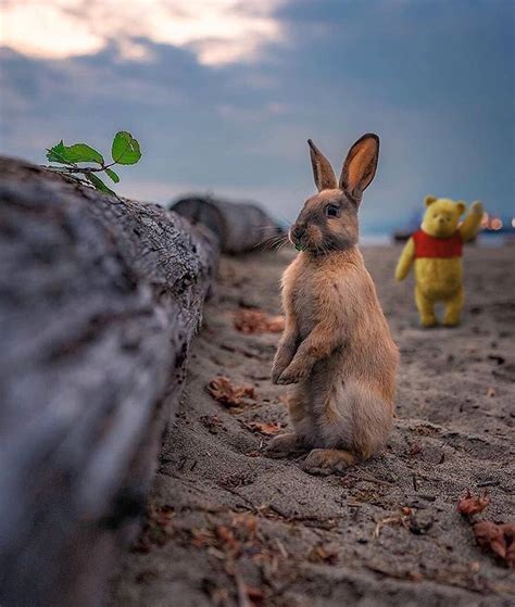 Psbattle This Rabbit Standing By A Log Rphotoshopbattles