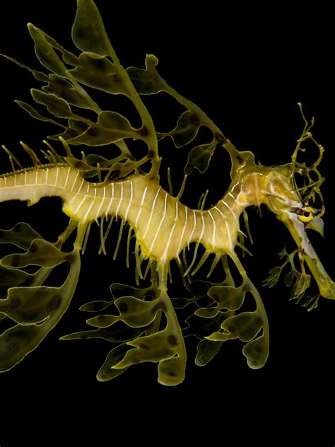 Leafy Sea Dragon Art