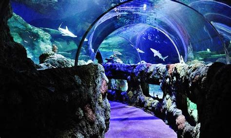 Sea Life Kansas City Aquarium Up To 25 Off Kansas