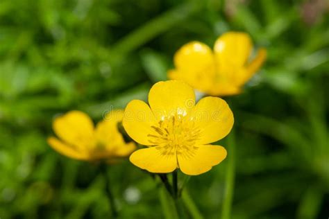 Creeping Buttercup Ranunculus Repens Flowers Stock Photo Image Of