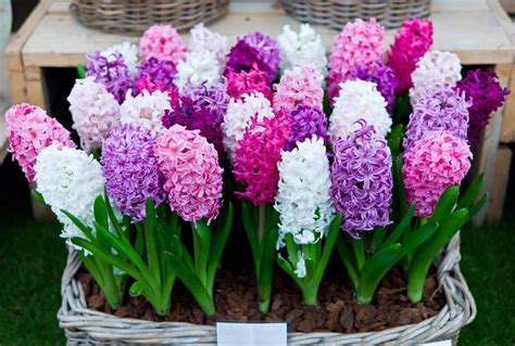 Hyacinth Bulbs Grow And Care Tips