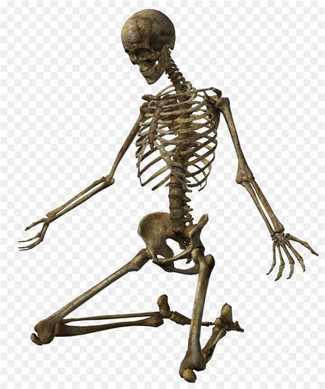 Free Skeleton Transparent Png Download Free Skeleton Transparent Png