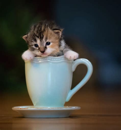 Pricing application deposits waiting list contact list delivery options. Kitty In A Teacup Photograph by Jonathan Ross