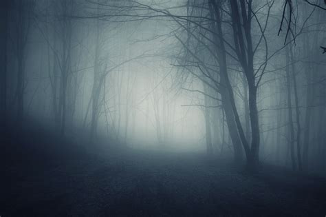 Dark Forest Foggy Night Creepy Scary Frightening Haunted Forest