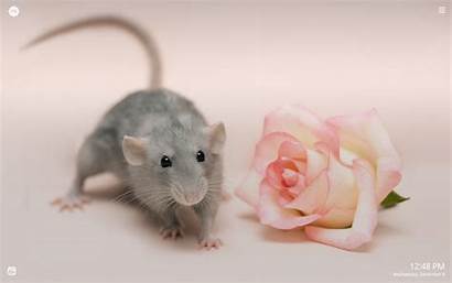 Rat Wallpapers Tab Rats Mystart Pet Cutest