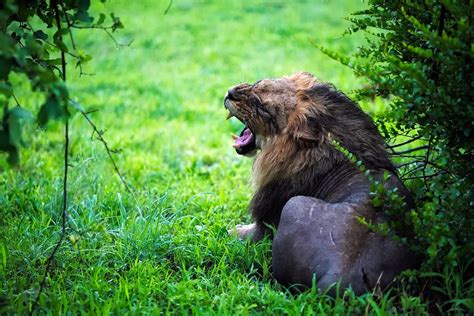 Free Photo Lion Male Growl Roar Wildlife Free Image On Pixabay