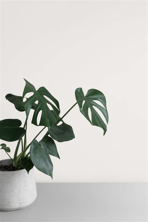 We did not find results for: Common houseplants: Beautiful, easy to care for indoor ...