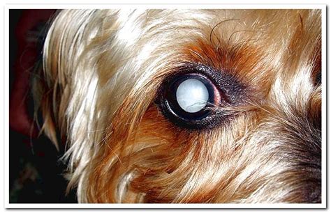 White Eyes In Dogs Causes And Treatments Dogsis