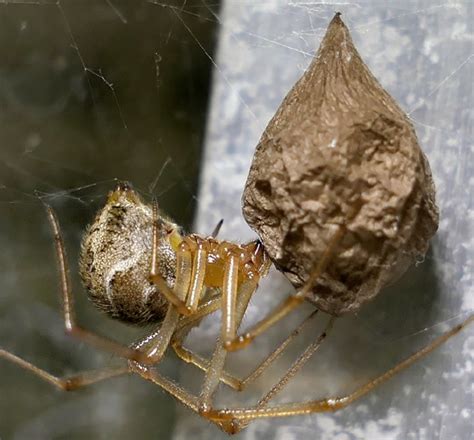 House Spider Parasteatoda Tepidariorum Bugguidenet