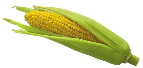Corn Png Transparent Cornpng Images Pluspng