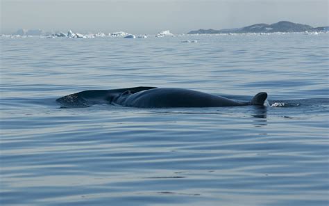 Japan Kills 333 Whales Including 200 Pregnant Females News Eco