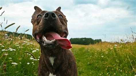 5 Main Reasons Why Dogs Stick Their Tongue Out World Dog Finder