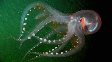 Rarely Seen Translucent Deep Sea Octopus Is Clearly A Stunner
