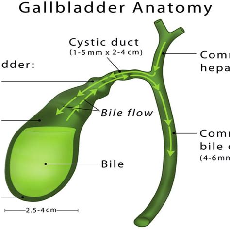 Gallbladder Parts And Bile Ducts Jan Modric 2017 5 Download