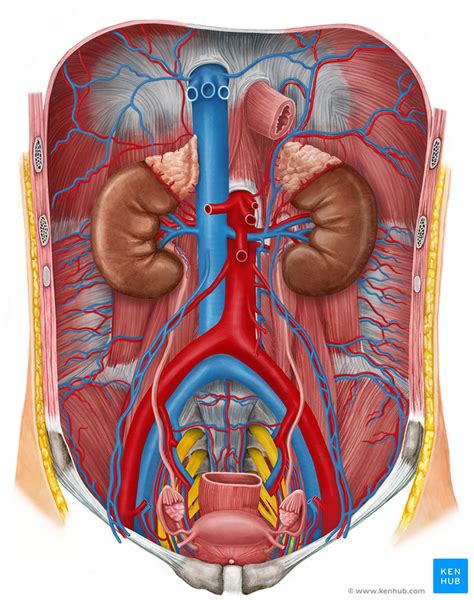 Human Anatomy Kidney Stlfinder 156