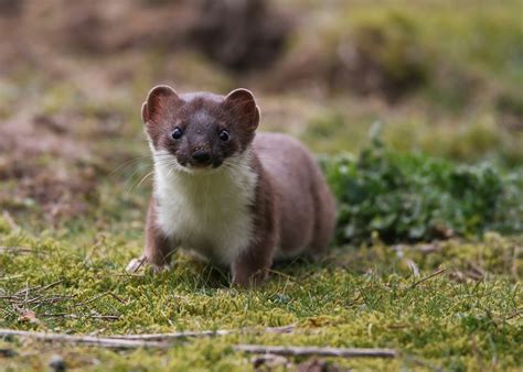 Was A Stoat Spotted On Sanday Snh Try To Find Out After Likely