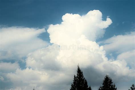 The Tops Of Conifers Against The Cloudy Sky Stock Photo Image Of