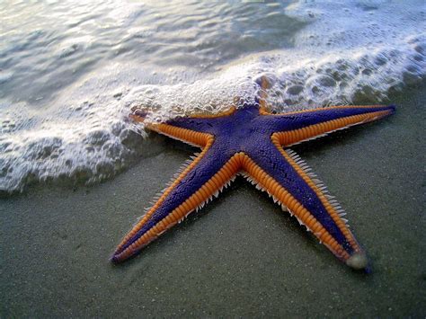 Interesting Facts About Starfish And Pictures Animal Wildlife