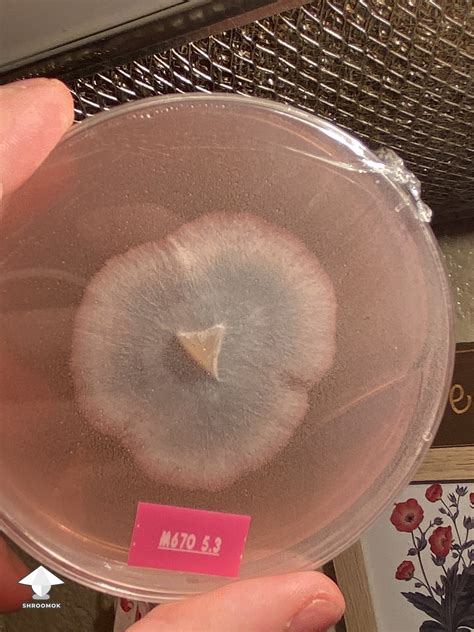 Mushroom Cultures On Agar Nice Mycelium Growth