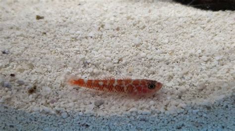 Rare White Speckled Goby At Pacific East Aquaculture Youtube