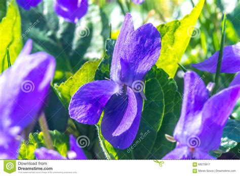Violet Flower Viola Odorata Early Spring In Slovakia Macro Stock