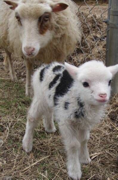 Mini Sheep Ideas For My Parents Country Home Pinterest Sheep And