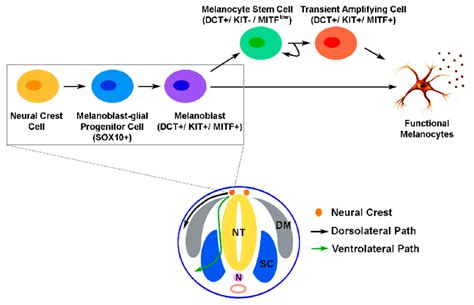 A Schematic Illustration Of The Migratory Paths Of Neural Crest Cells