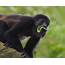 Howler Monkey With Leaf Costa Rica – Melissa McCeney