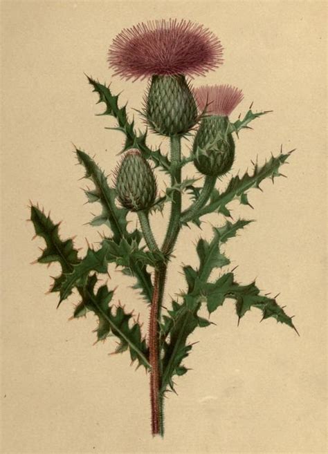 Thistle Lovely Botanical Illustration From The Public Domain Book