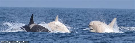 Two Rare White Orcas Are Spotted Off The Coast Of Japan Daily Mail Online