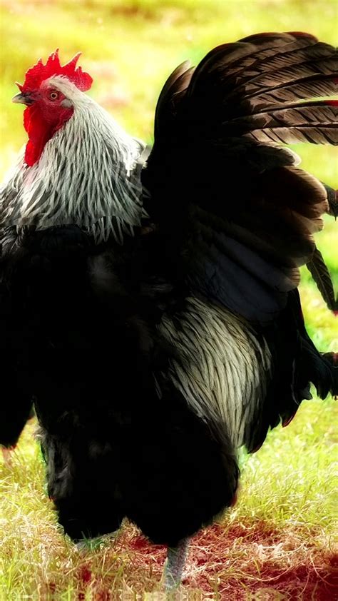 2 rooster birds bird chicken feathers hen rooster hd phone wallpaper peakpx