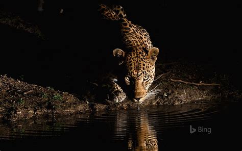 4096x2304px Free Download Hd Wallpaper South African Leopard 2016