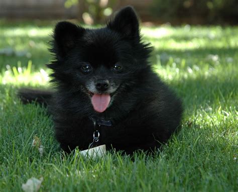 Pomeranian Black Pomeranian Pomeranian Dog Pomeranian Puppy
