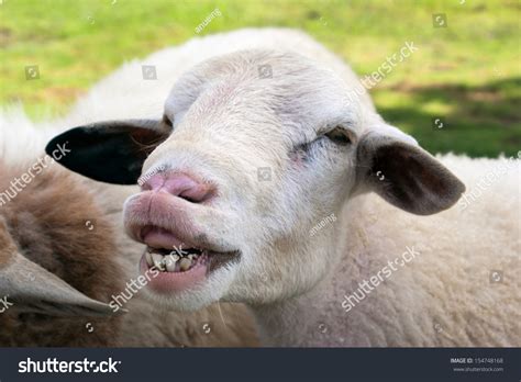 Funny Sheep Portrait Head Face Sheep Stock Photo 154748168 Shutterstock
