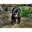 Spectacled Bears  Amazing Facts & Latest Pictures Animals Lover