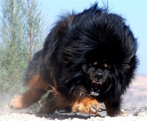 Attack Of The Tibetan Mountain Dog Animals Expensive