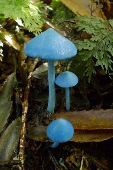 Blue Meanies Mushroom Nz