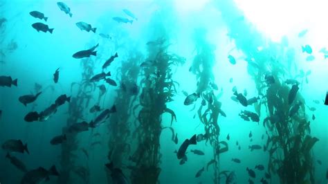 Kelp Forest With Small Fish Stock Video Motion Array