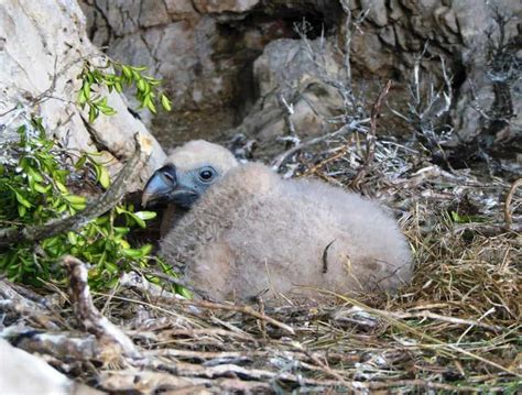 Baby Vultures A Z Animals